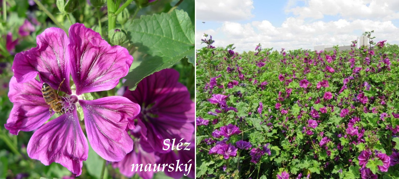 slez maursky ucinky na zdravi co leci pouziti uzivani vyuziti co sbirame