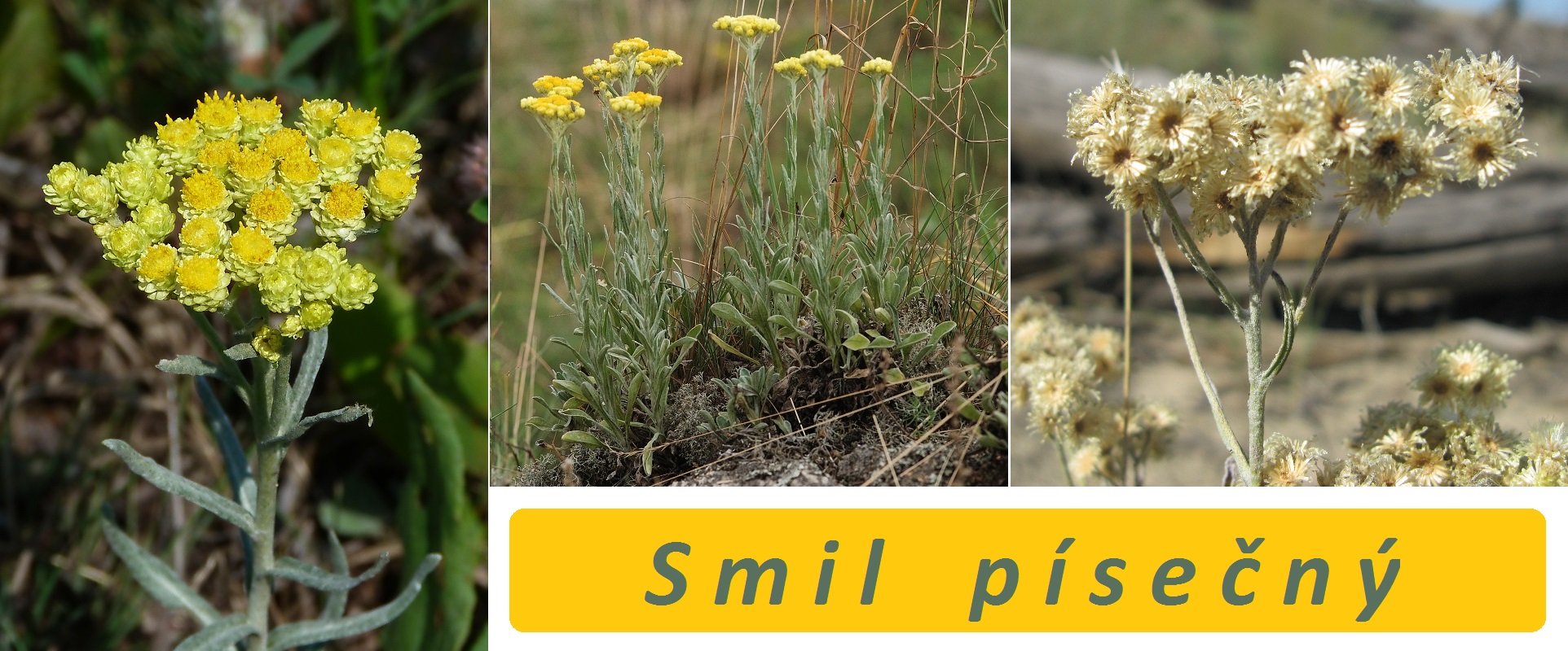 Smil písečný, protěž - účinky na zdraví, co léčí, použití, užívání, využití, pěstování