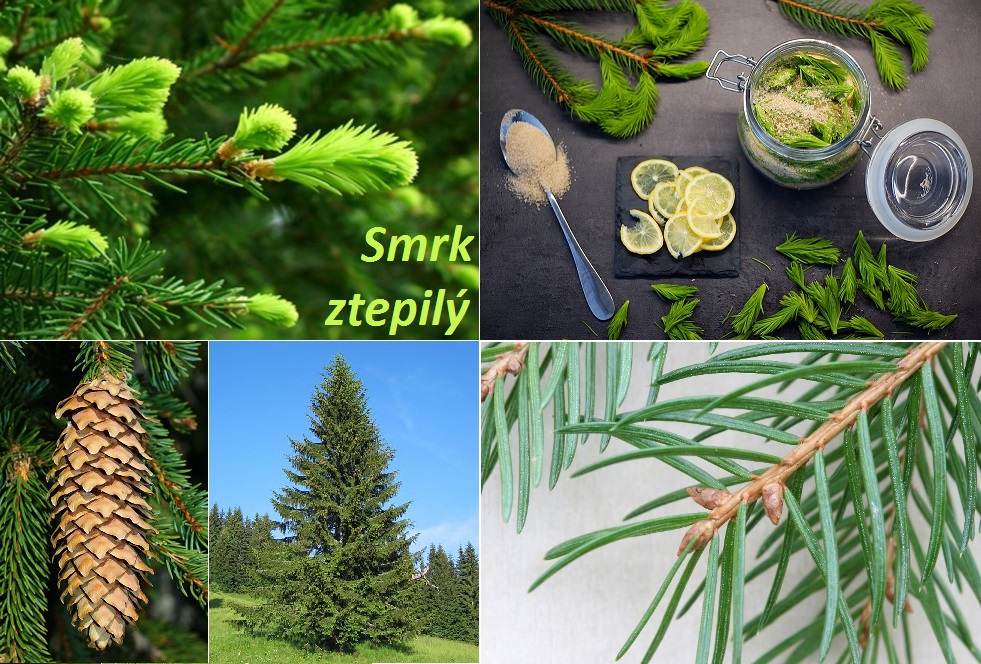 Smrk, smrkové výhonky - účinky na zdraví, co léčí, použití, užívání, využití, pěstování