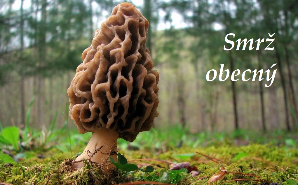 Smrž obecný - účinky na zdraví, co léčí, použití, užívání, využití, co sbíráme, zpracování
