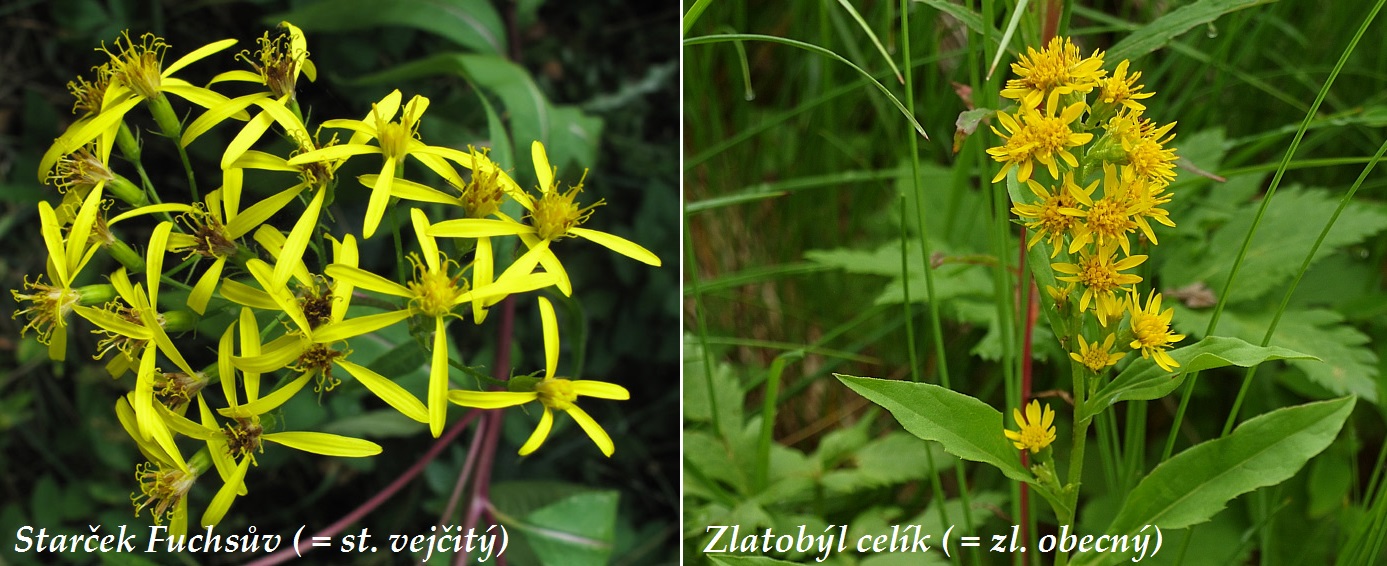 Zlatobýl a starček - rozdíl, fotografie