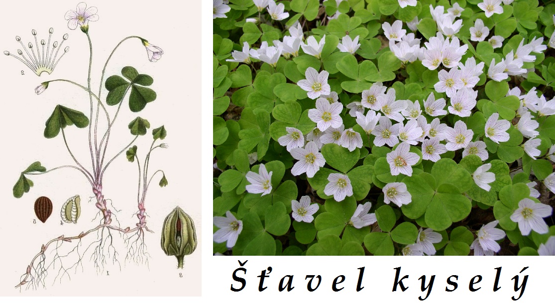Šťavel kyselý - účinky na zdraví, co léčí, použití, užívání, využití