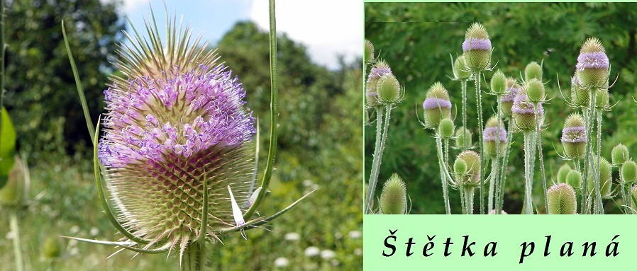Štětka planá - účinky, co léčí, použití, užívání, využití pro zdraví