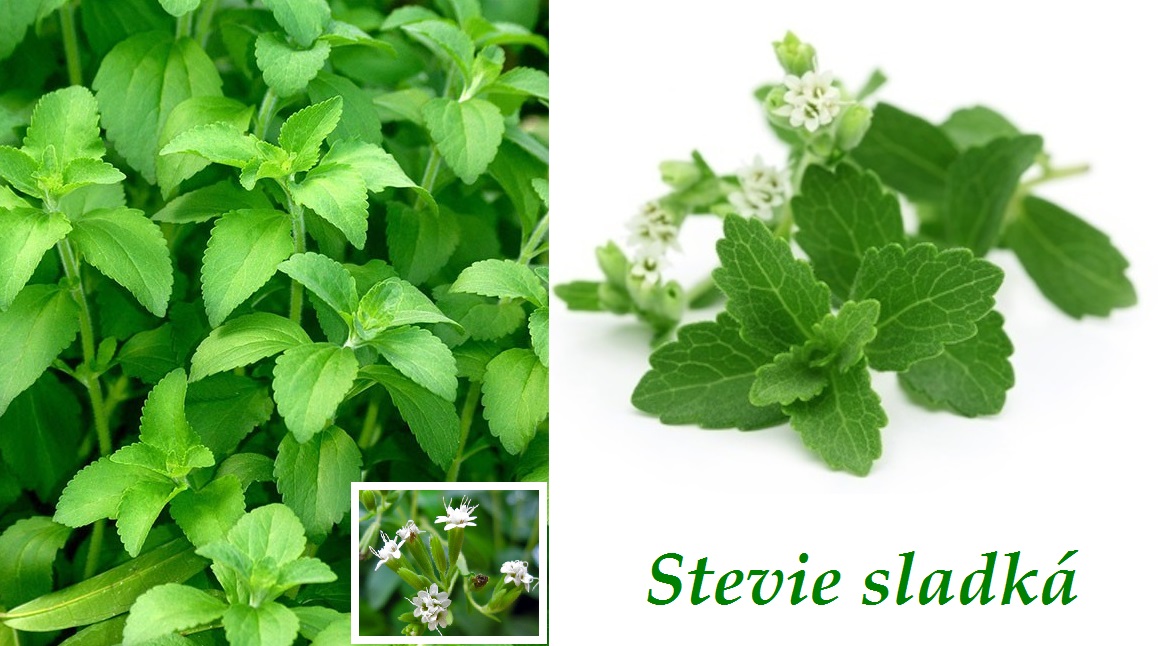 Stévie sladká - účinky na zdraví, co léčí, použití, užívání, využití, pěstování, toxicita