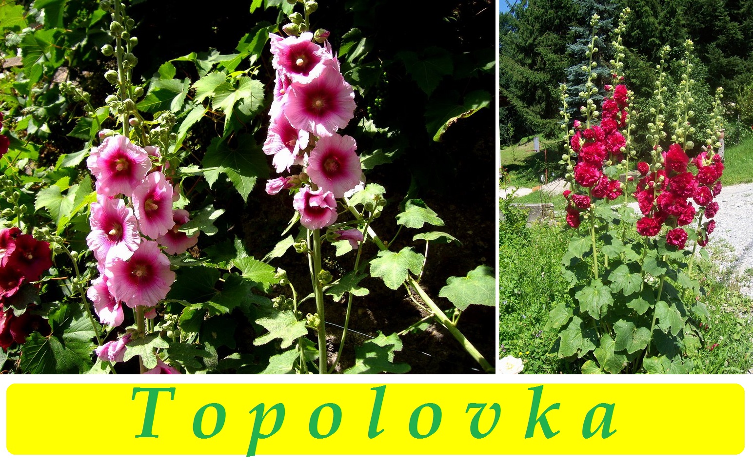 Topolovka - účinky na zdraví, použití, užívání, využití, co léčí