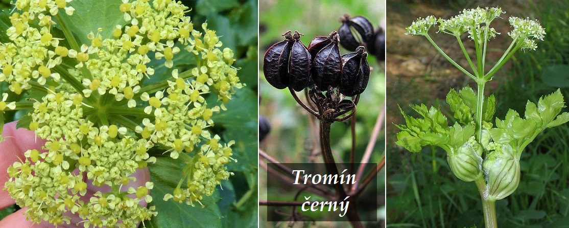 Tromín černý - účinky na zdraví, co léčí, použití, užívání, využití, pěstování