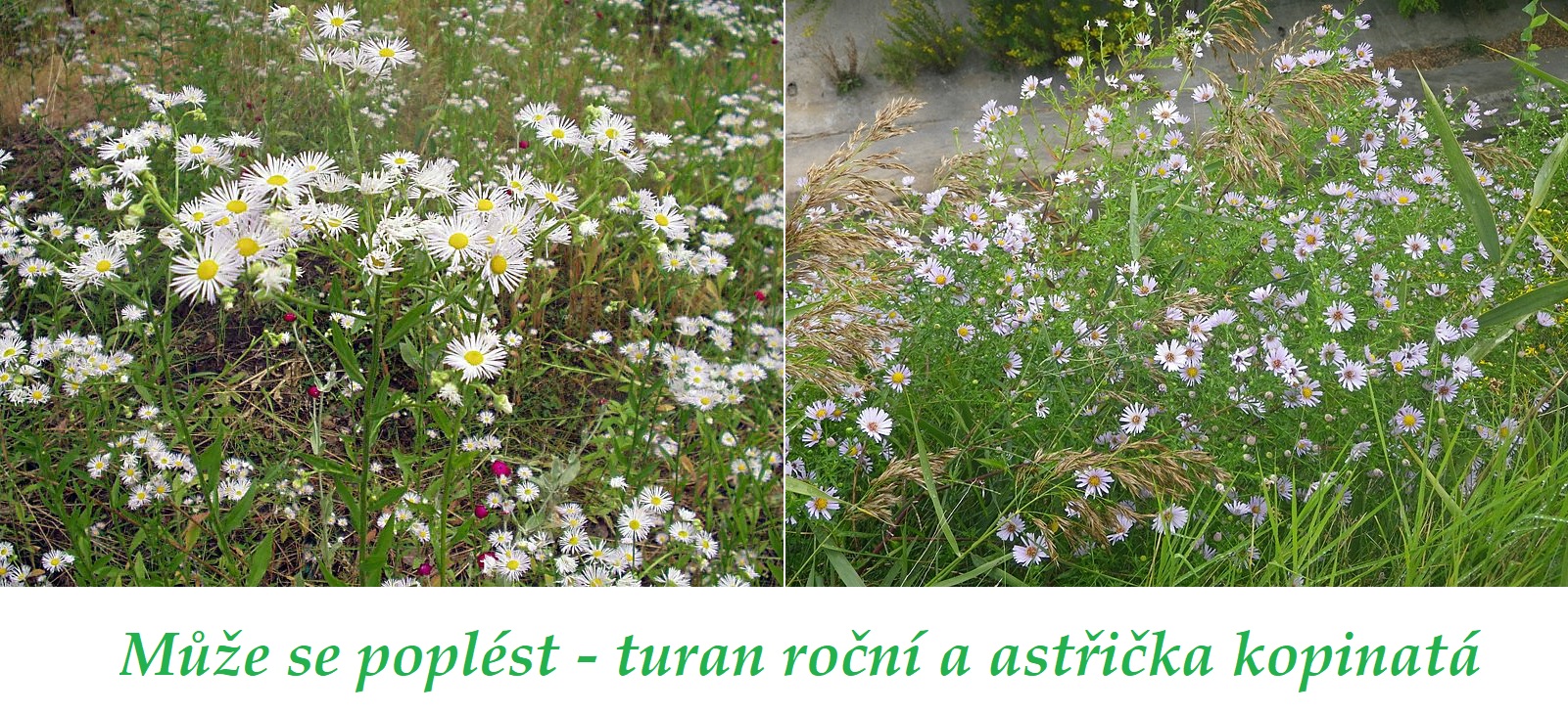 Turan roční a astřička kopinatá se snadno popletou, jaký je rozdíl?