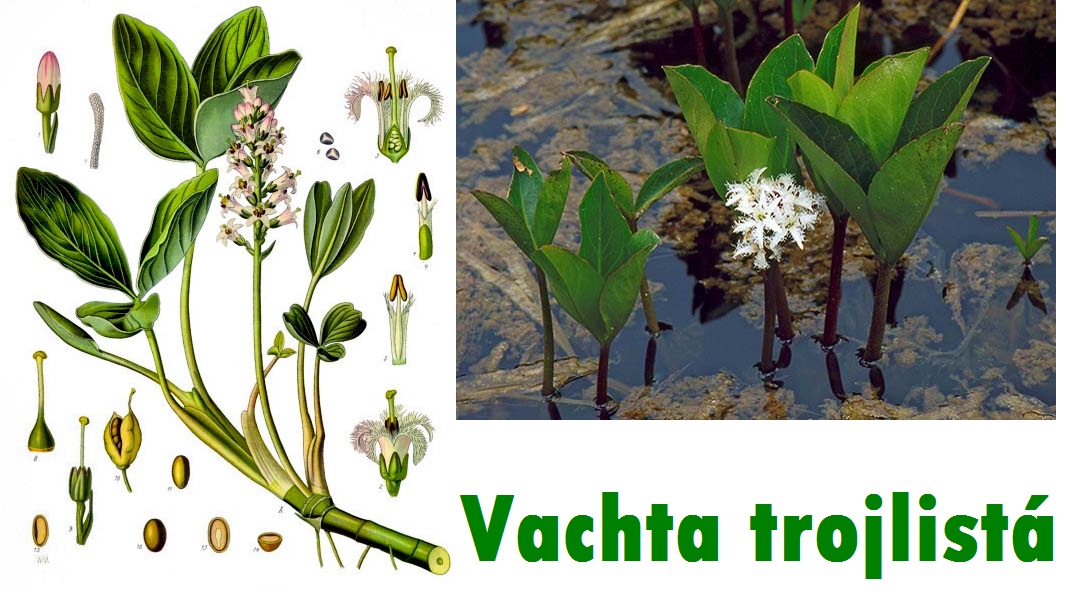 Vachta - účinky na zdraví, co léčí, použití, užívání, využití