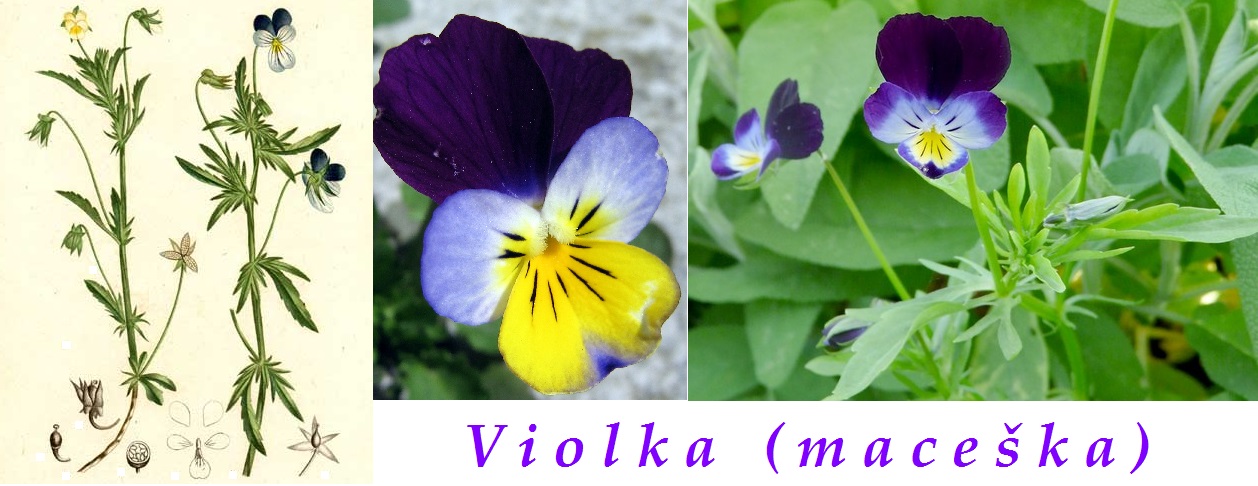 Violka trojbarevná, maceška - účinky na zdraví, co léčí, použití, užívání, využití