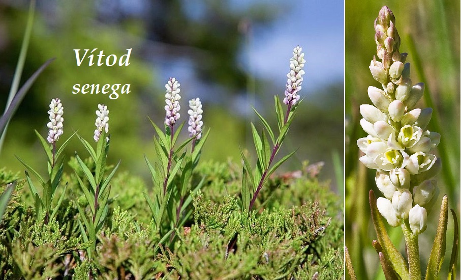 Vítod senega - účinky na zdraví, co léčí, použití, užívání, využití