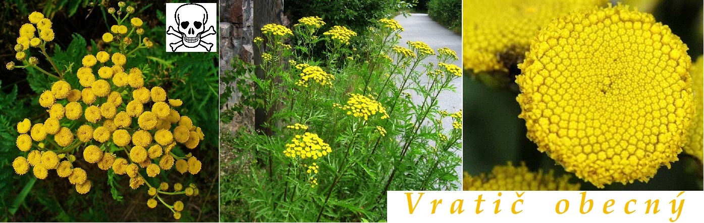 Vratič obecný - účinky na zdraví, co léčí, použití, užívání, využití